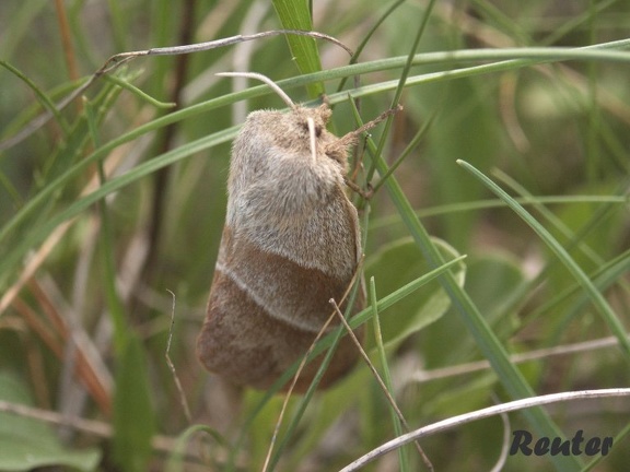 Brombeerspinner (Macrothylacia rubi)